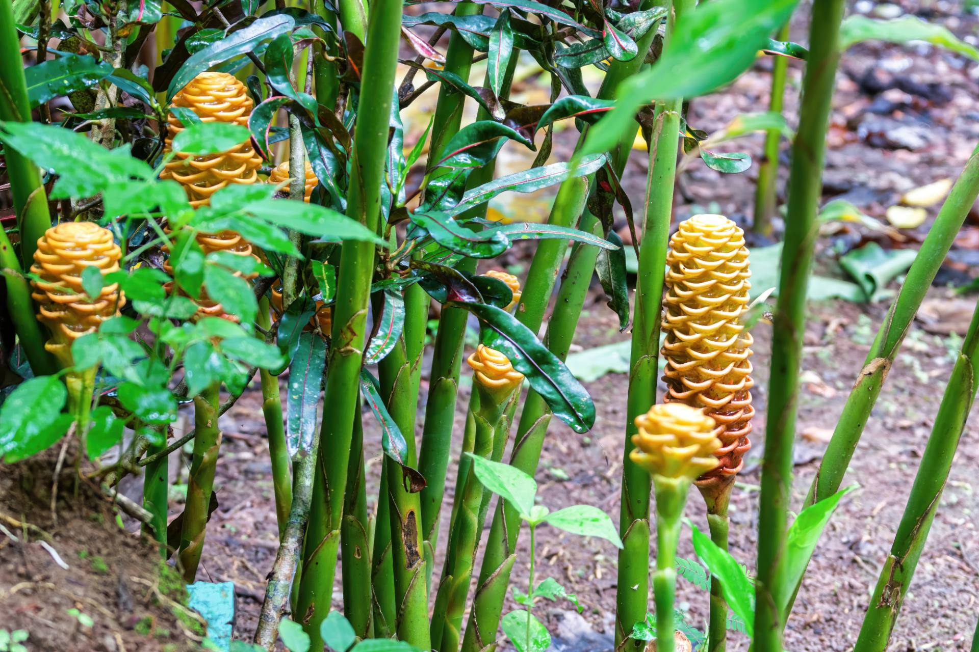 Ingwerblüte (Zingiber spectabile)